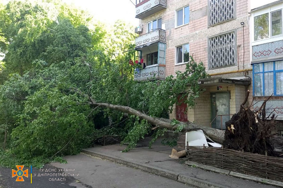 В Желтых Водах упало дерево и заблокировало проход в подъезд 1