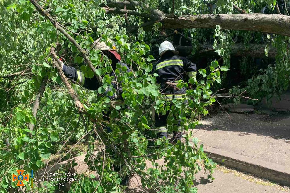 В Желтых Водах упало дерево и заблокировало проход в подъезд 3
