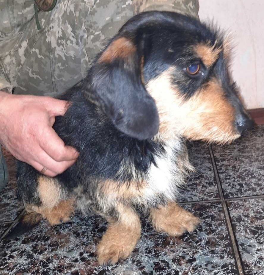 В Днепре пропало много животных: помогите найти 1