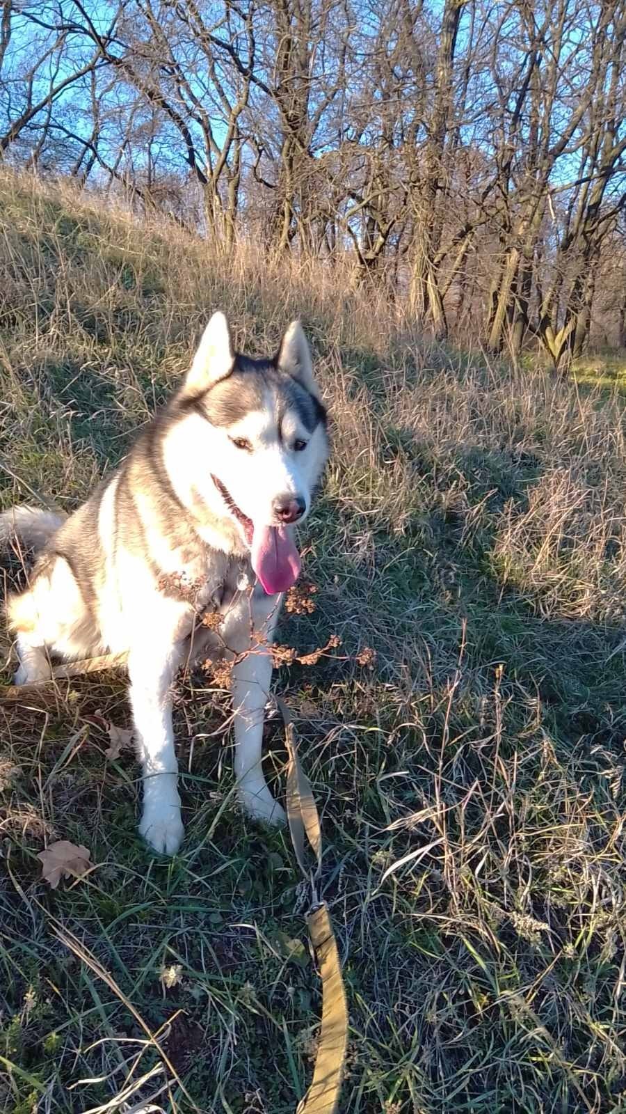 В Днепре пропало много животных: помогите найти 2