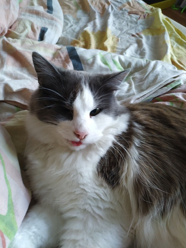 В Днепре пропало много животных: помогите найти 3