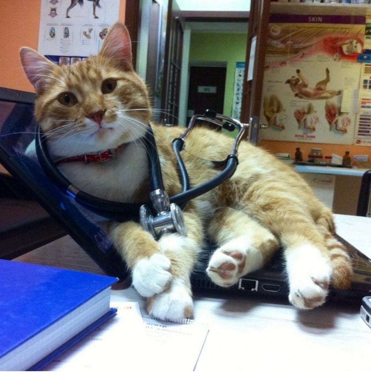 В Днепре пропало много животных: помогите найти 4