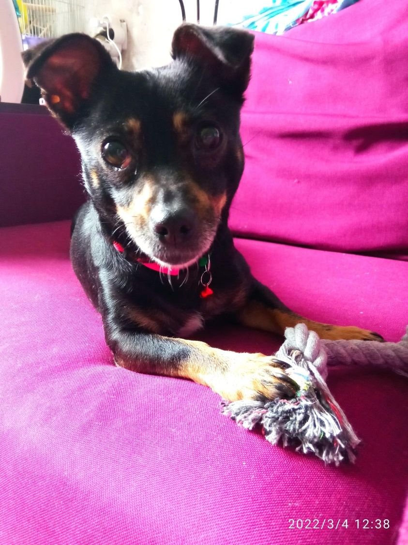 В Днепре пропало много животных: помогите найти 5