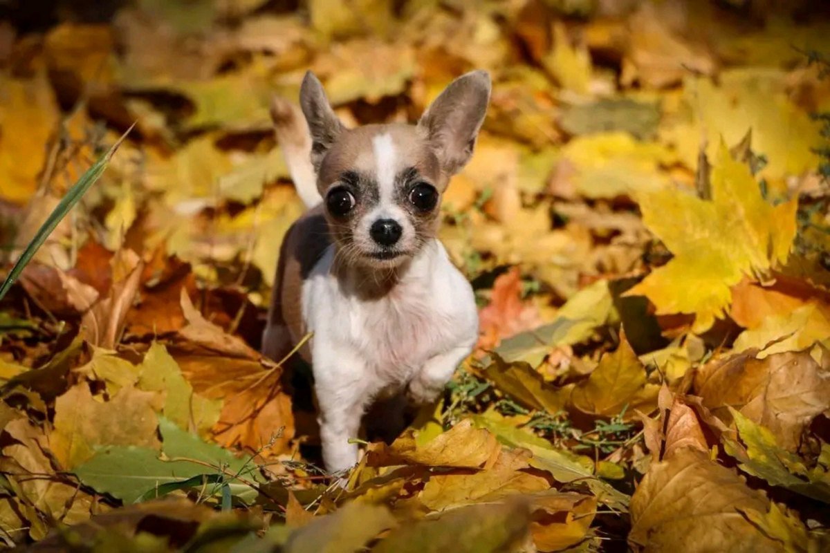 В Днепре пропало много животных: помогите найти 6