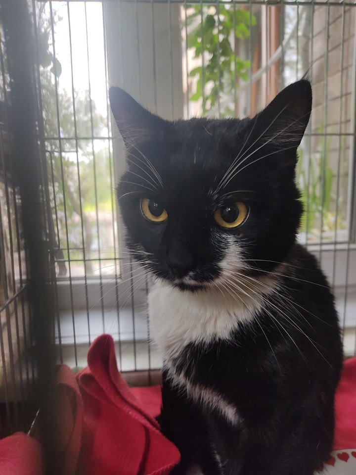 В Днепре пропало много животных: помогите найти 7