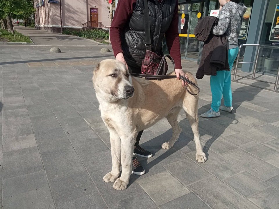 В Днепре пропало много животных: помогите найти 8