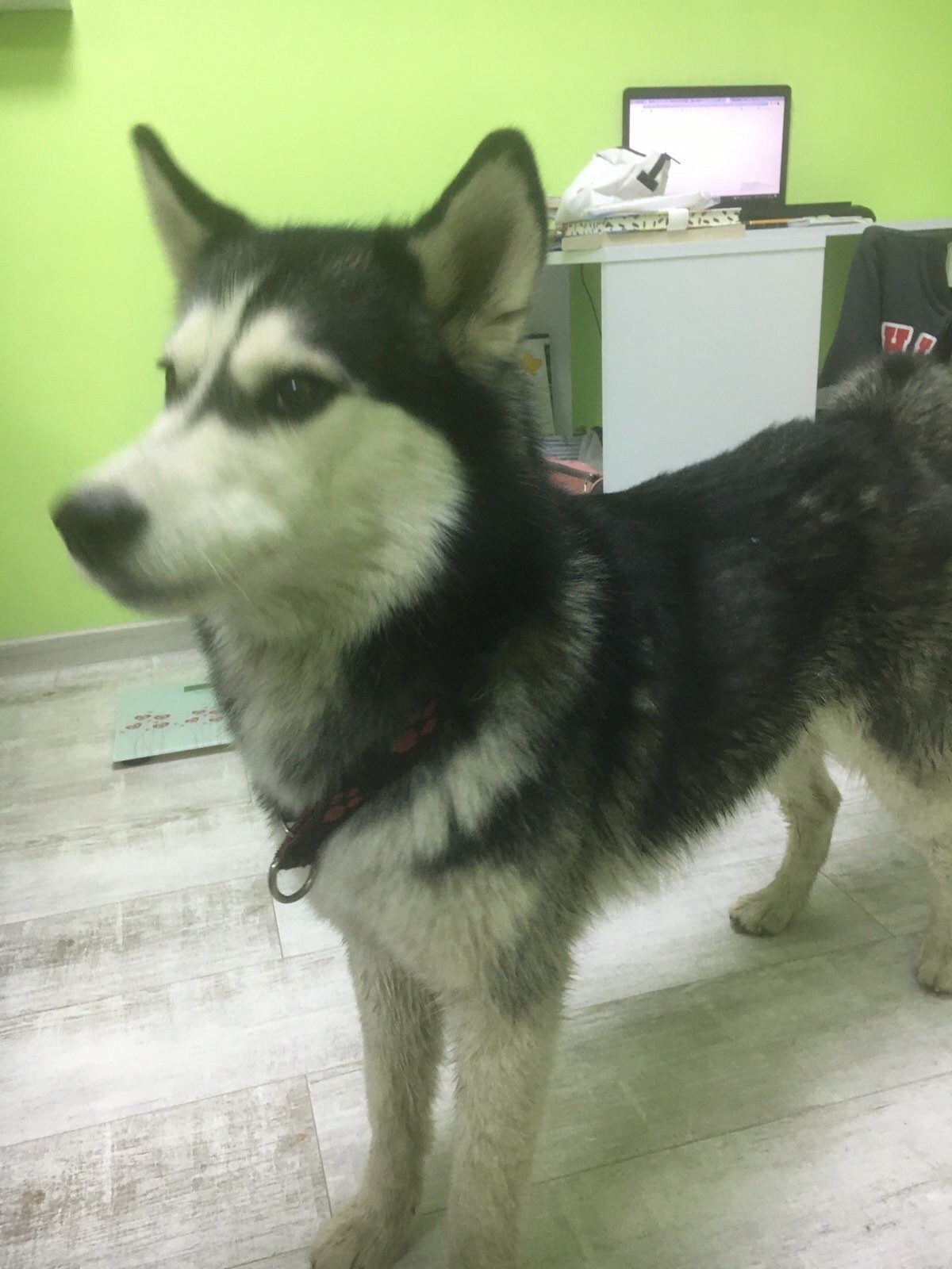 В Днепре пропало много животных: помогите найти 9