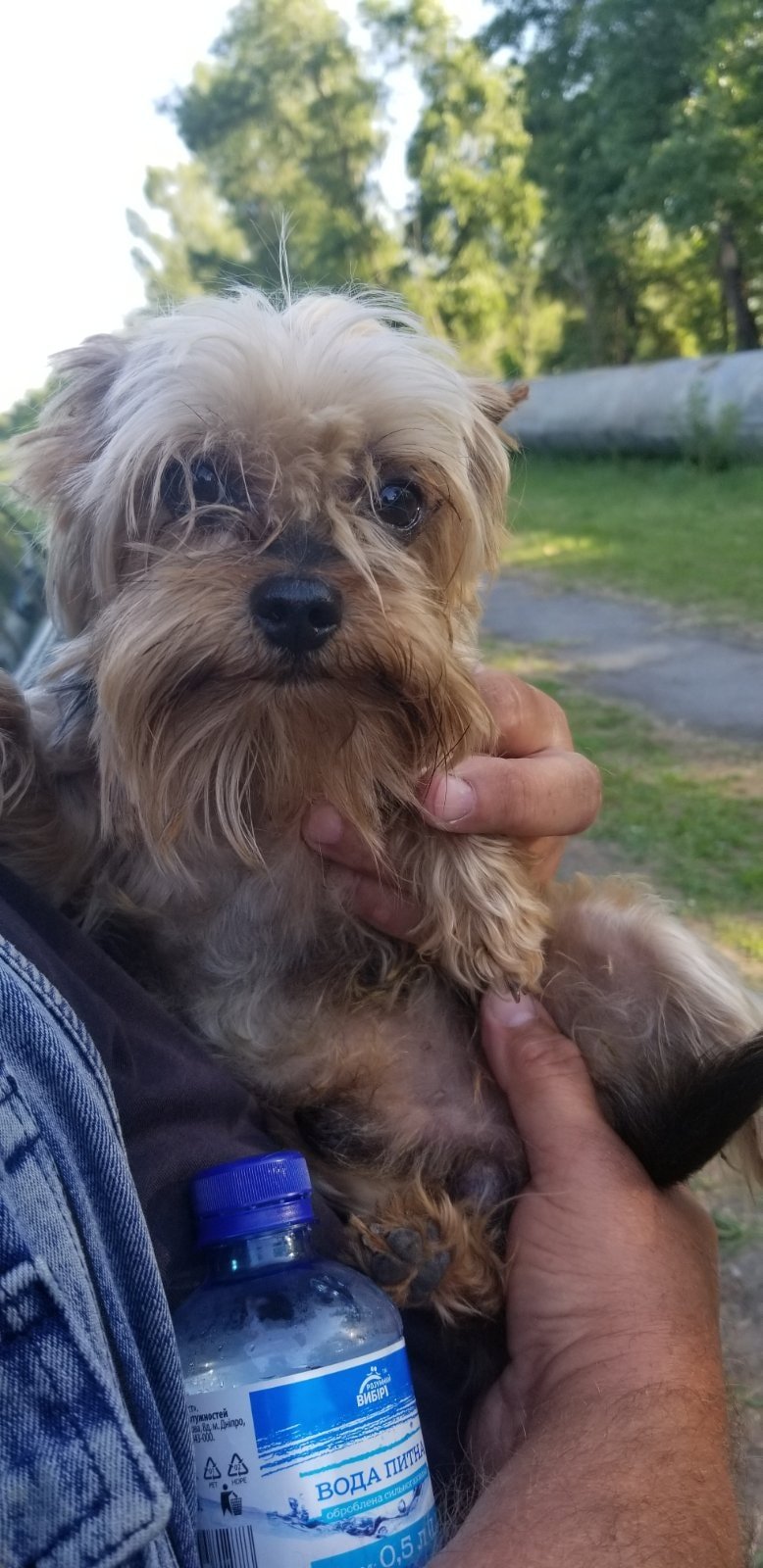 В Днепре пропало много животных: помогите найти 10