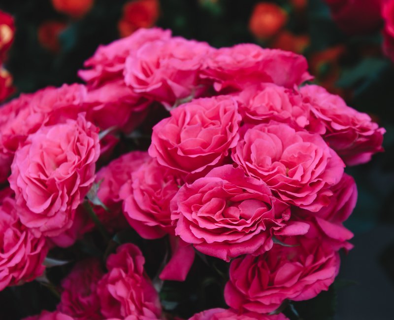 Цена любви: сколько стоит купить подарок и цветы на День Святого Валентина в Днепре (ФОТО) 7