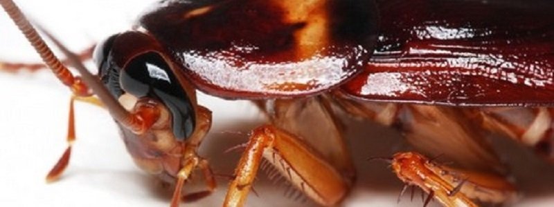 Опасная выпечка: в одном из "Varus" Днепра завелись тараканы (ФОТО)