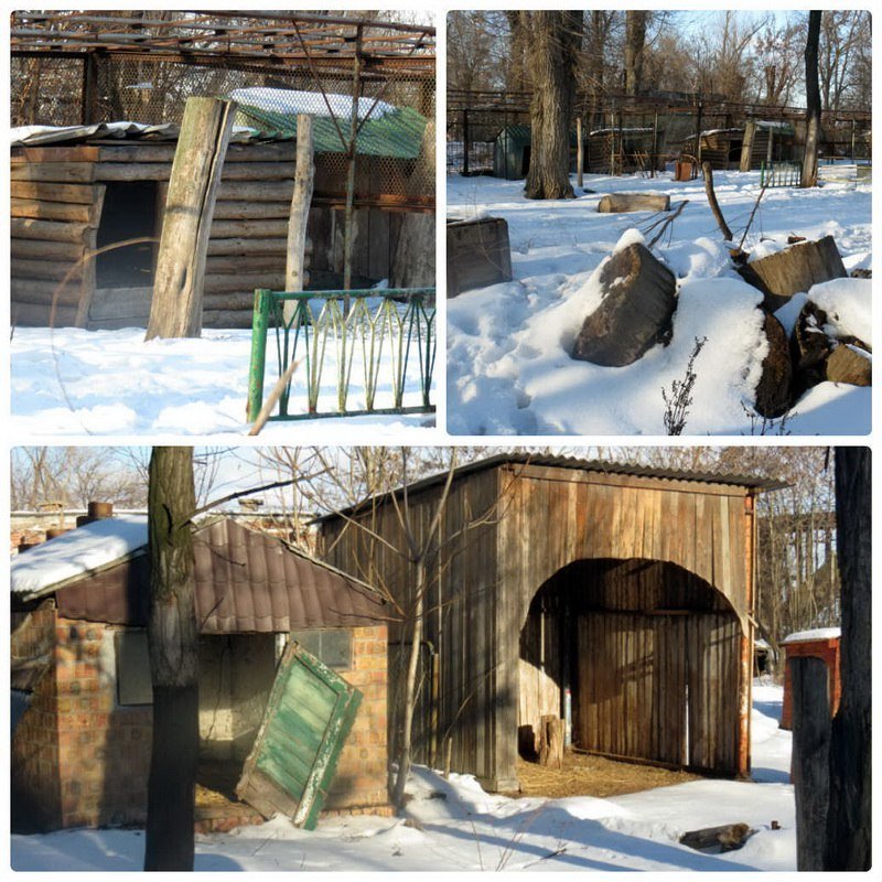 До свидания, наш ласковый мишка: Днепровская медведица переезжает в заповедник (ФОТО, ВИДЕО) 5