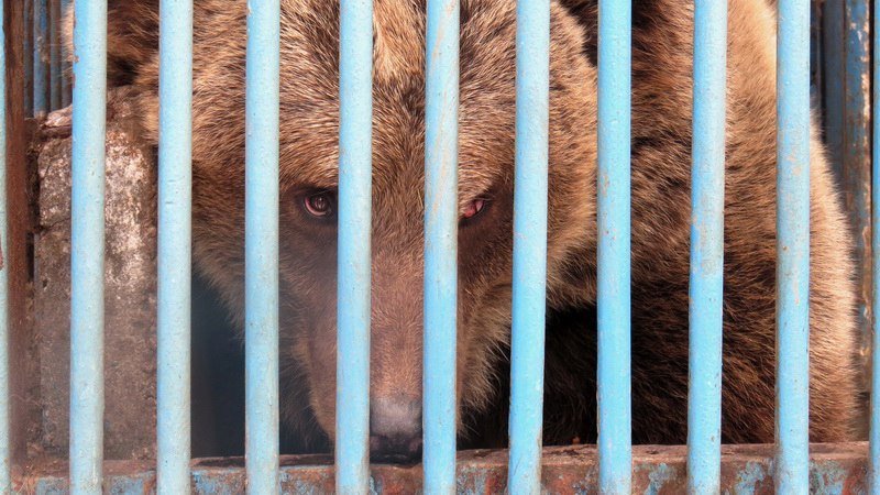 До свидания, наш ласковый мишка: Днепровская медведица переезжает в заповедник (ФОТО, ВИДЕО) 7