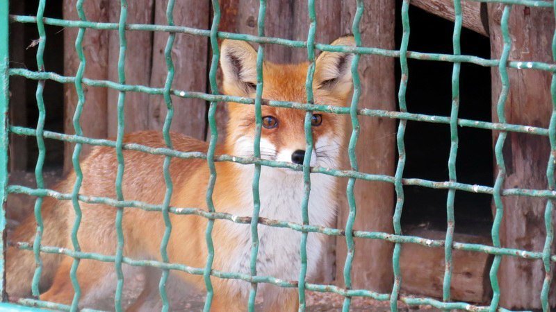 До свидания, наш ласковый мишка: Днепровская медведица переезжает в заповедник (ФОТО, ВИДЕО) 9