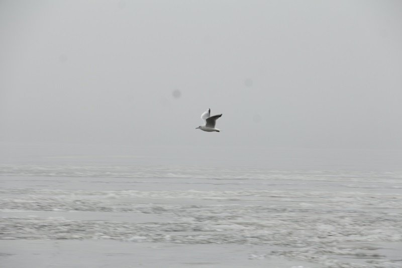 Днепр охватил густой туман (ФОТО) 5
