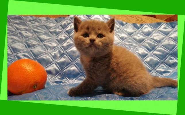 Что можно купить в Днепре на 100 долларов (ФОТО) 3