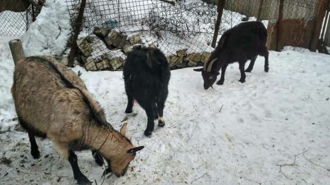 Что можно купить в Днепре на 100 долларов (ФОТО) 8