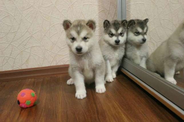 Что можно купить в Днепре на 100 долларов (ФОТО) 11