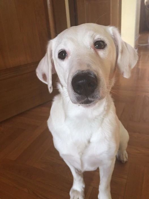 Мэр Филатов ищет хозяев потерянного пса (ФОТО) 1