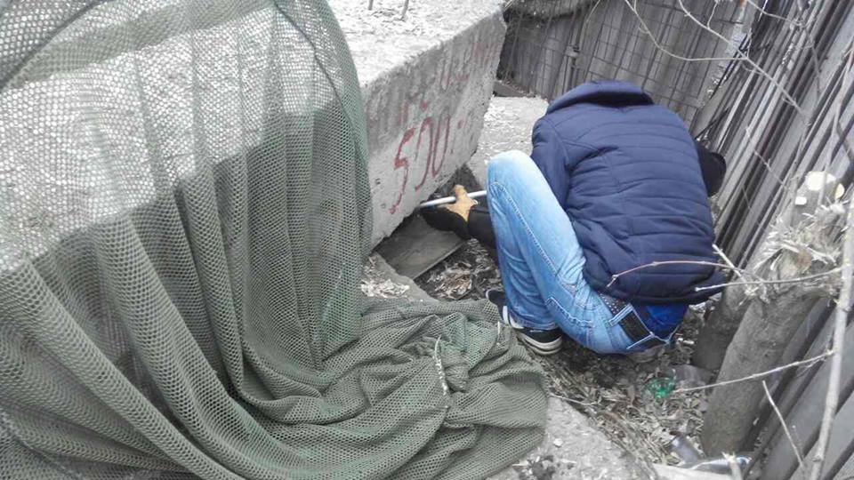 Отлов животных в Днепре: сколько собак стерилизовано 1