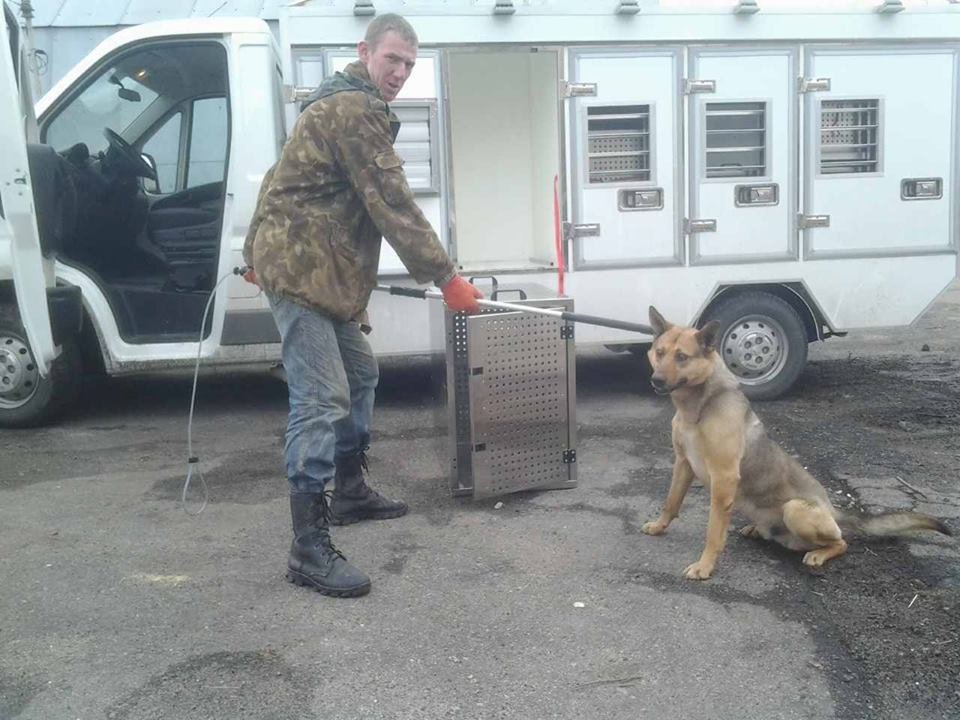 Отлов животных в Днепре: сколько собак стерилизовано 2