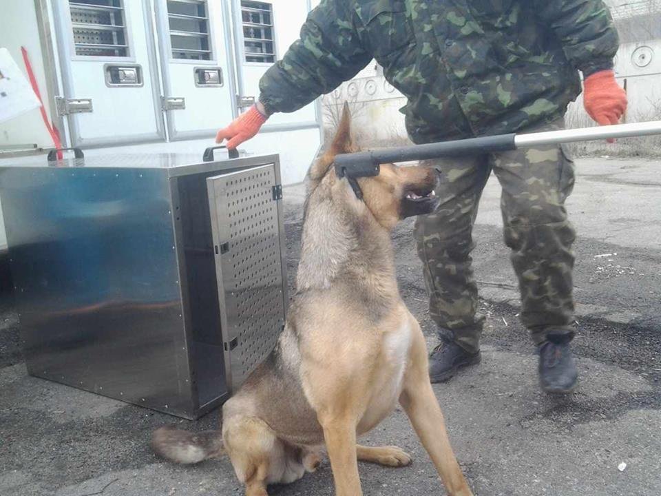Отлов животных в Днепре: сколько собак стерилизовано 3