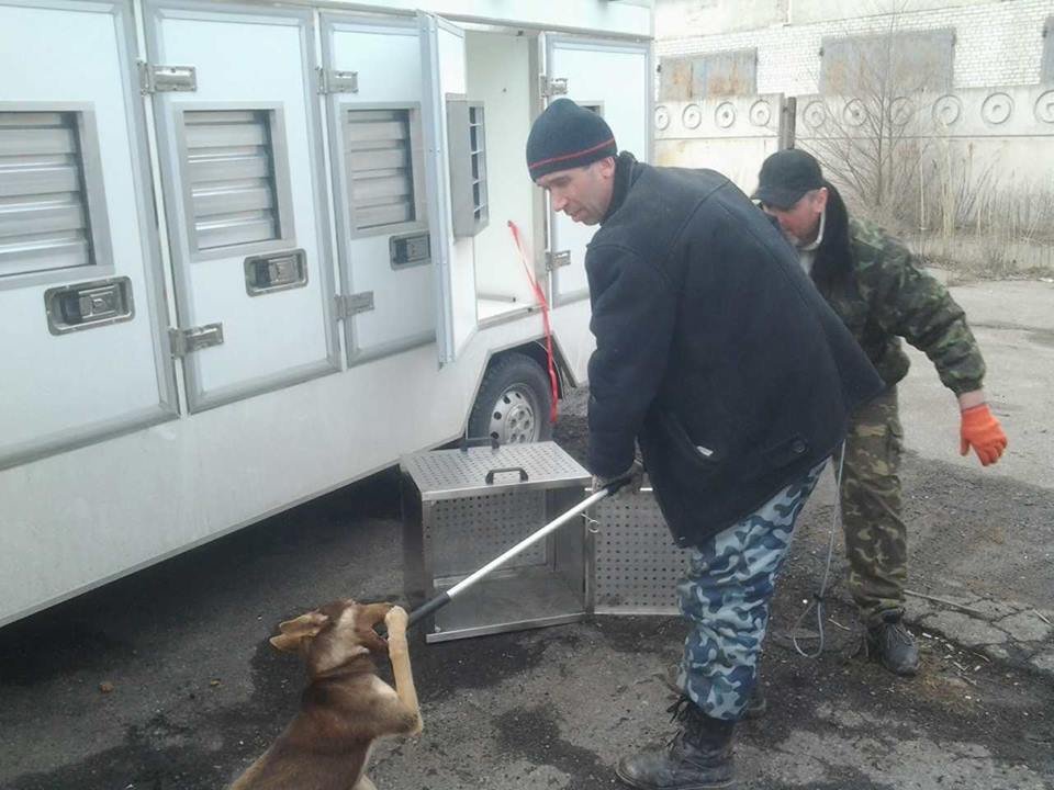 Отлов животных в Днепре: сколько собак стерилизовано 6