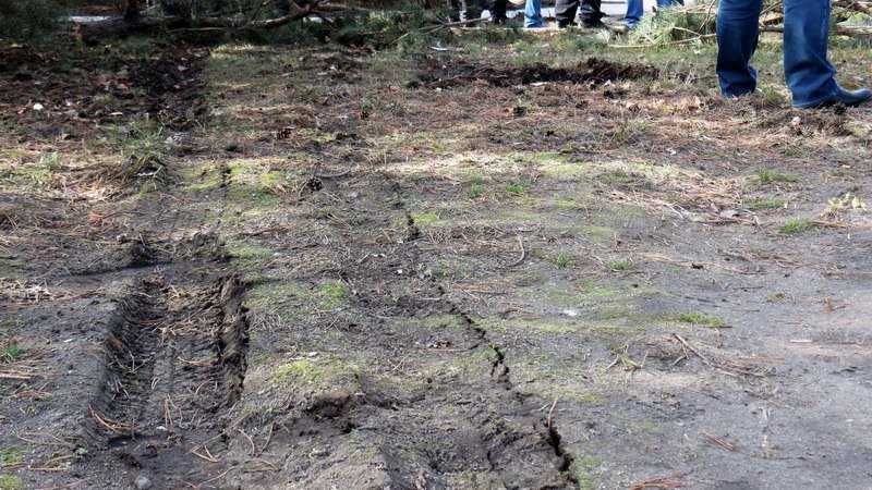 Кто в лес, кто по дрова: в Днепре девушка на Nissan снесла три елки 6