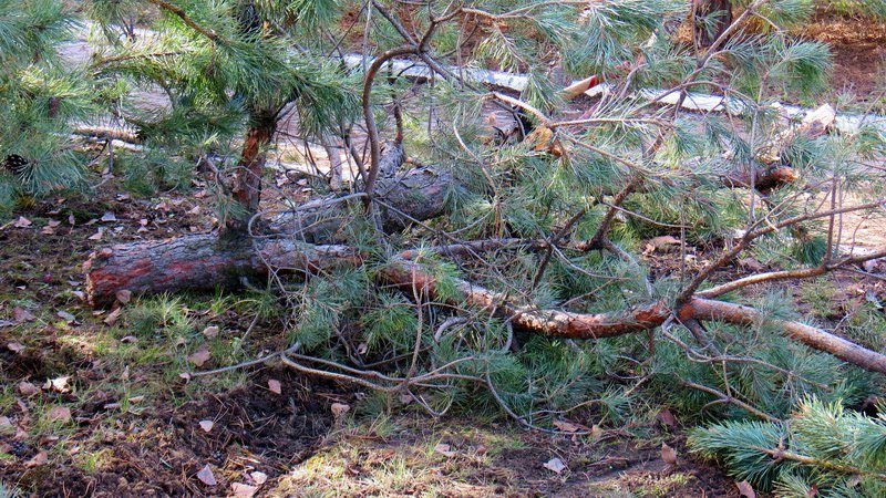 Кто в лес, кто по дрова: в Днепре девушка на Nissan снесла три елки 8