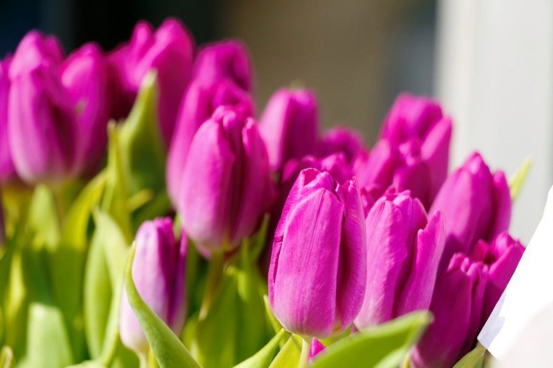 Сколько стоит порадовать девушку: цены на цветы в преддверии 8 марта 1