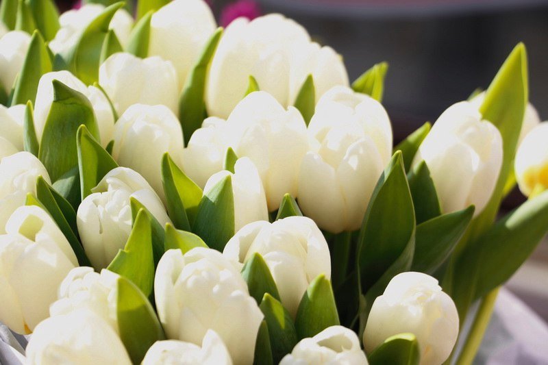 Сколько стоит порадовать девушку: цены на цветы в преддверии 8 марта 2