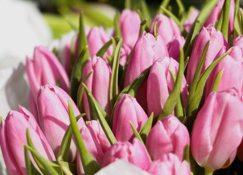 Сколько стоит порадовать девушку: цены на цветы в преддверии 8 марта 3