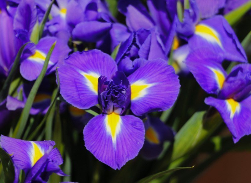 Сколько стоит порадовать девушку: цены на цветы в преддверии 8 марта 6