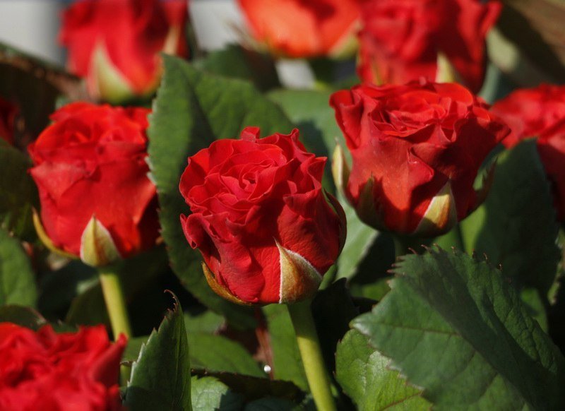 Сколько стоит порадовать девушку: цены на цветы в преддверии 8 марта 7