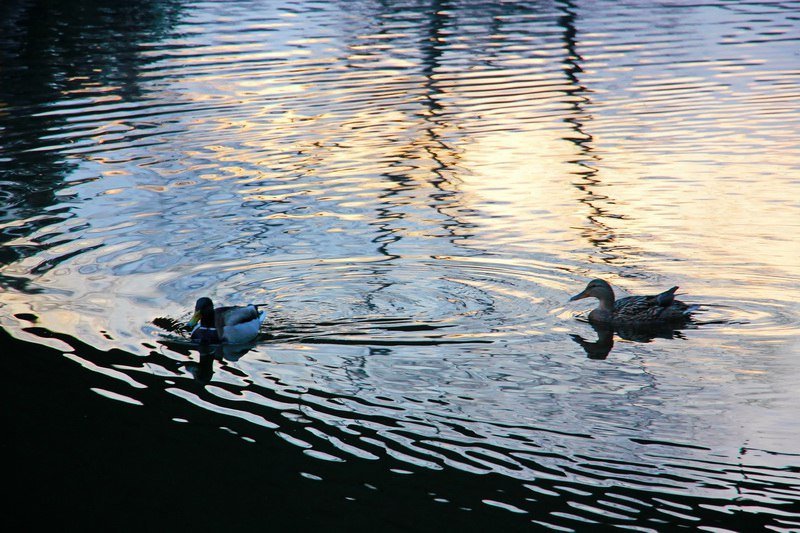 Парк Глобы готовят к весеннему наплыву посетителей 6