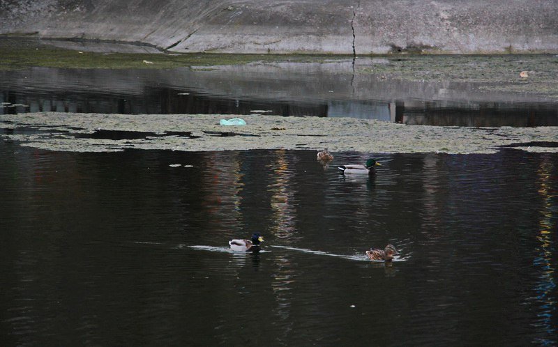 Парк Глобы готовят к весеннему наплыву посетителей 8