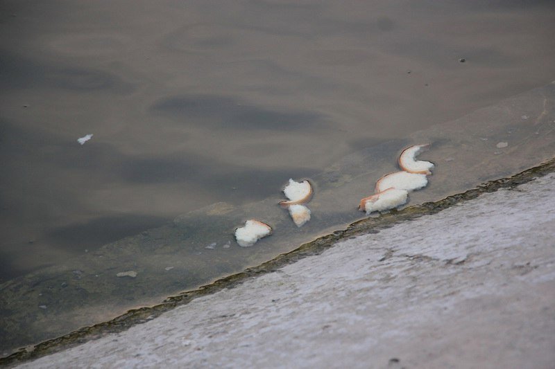 Парк Глобы готовят к весеннему наплыву посетителей 9