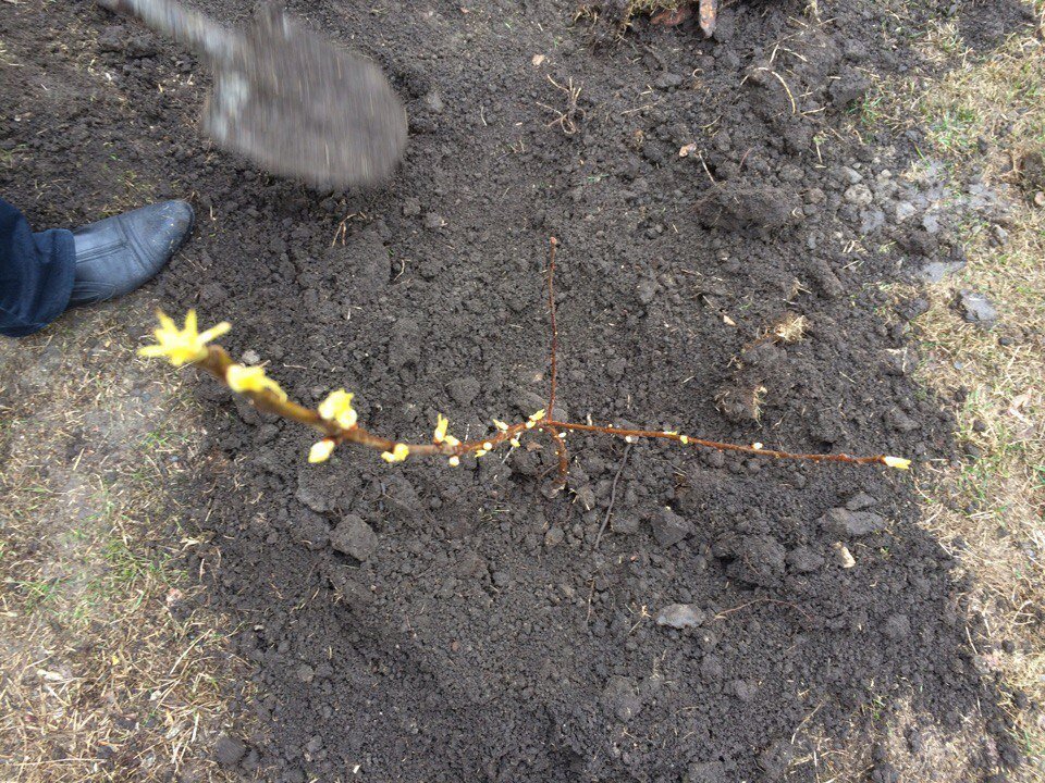 В Днепре высадили вишневую аллею в память о погибших бойцах АТО 1