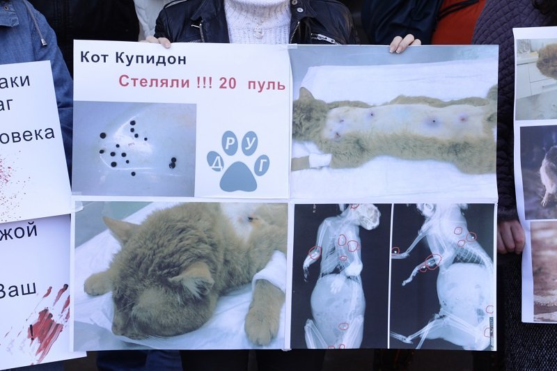 Днепряне вышли на митинг, чтобы защитить животных от живодеров 3