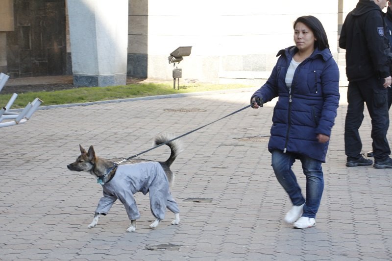 Днепряне вышли на митинг, чтобы защитить животных от живодеров 4
