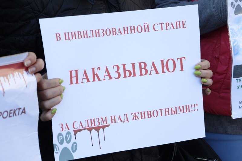 Днепряне вышли на митинг, чтобы защитить животных от живодеров 5