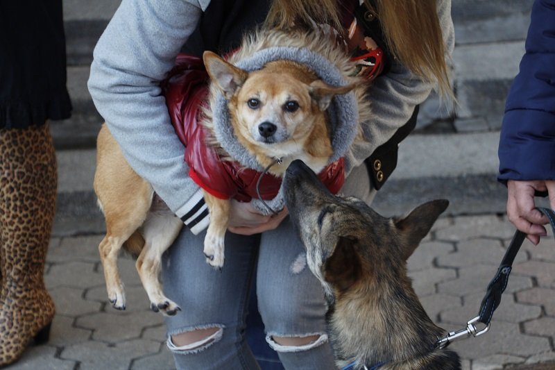 Днепряне вышли на митинг, чтобы защитить животных от живодеров 6