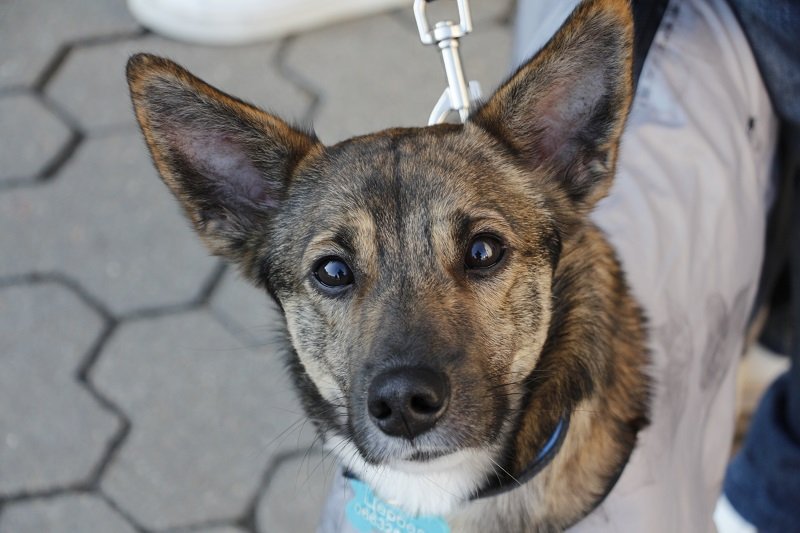 Днепряне вышли на митинг, чтобы защитить животных от живодеров 8