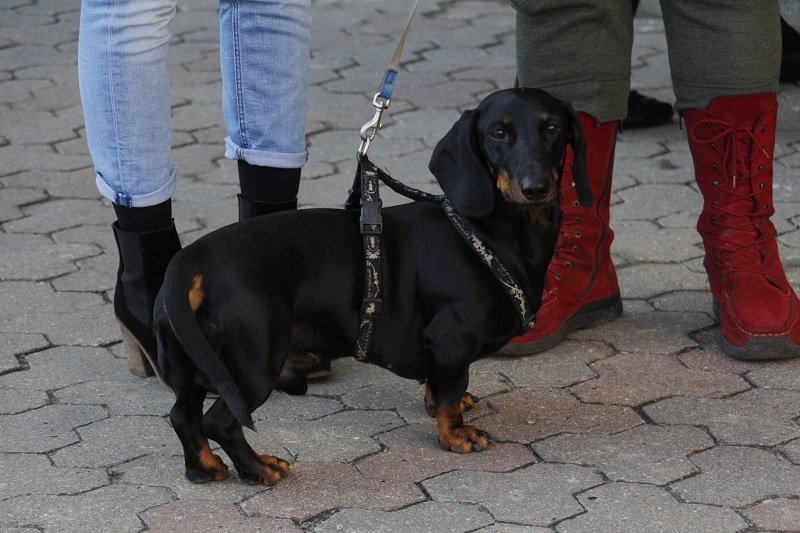Днепряне вышли на митинг, чтобы защитить животных от живодеров 10