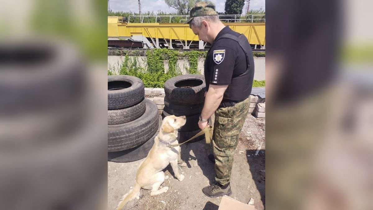На место приехал кинолог со служебным псом, лабрадором по кличке Рич