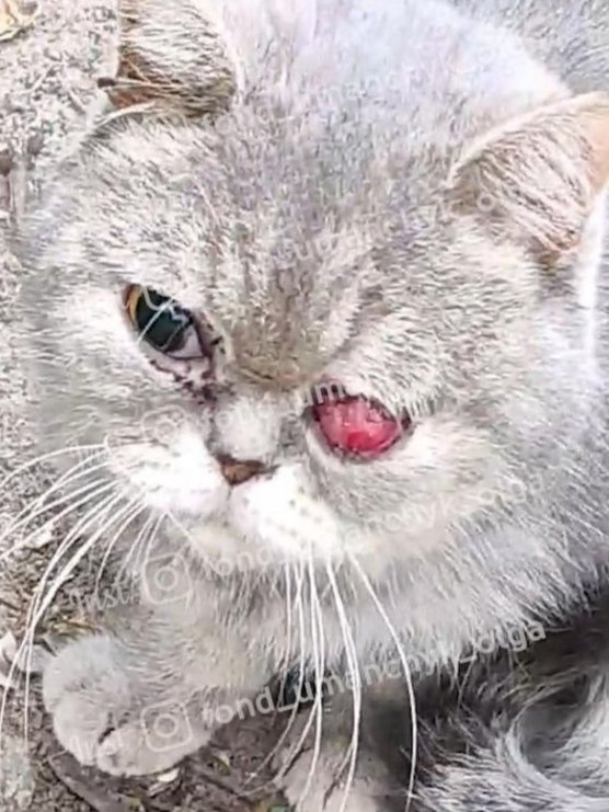 В Днепре спасают котенка, которому выбили глаз 1