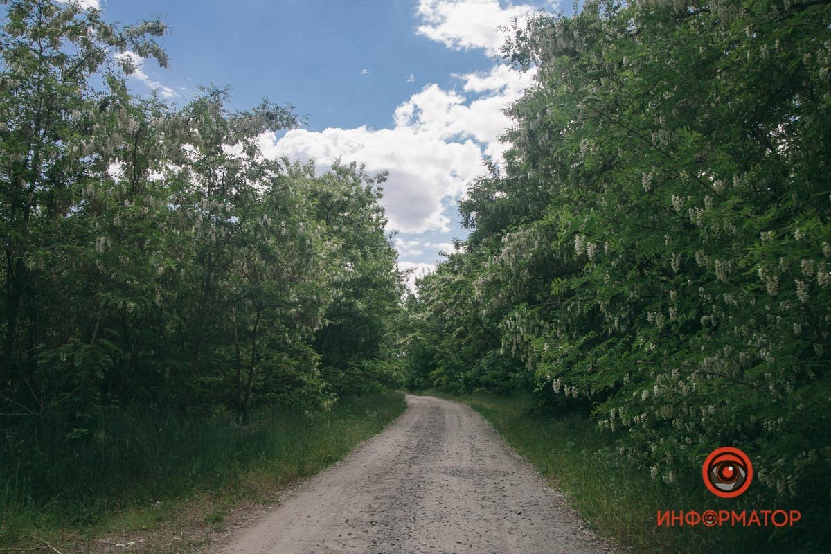 Деревья облеплены белыми цветами