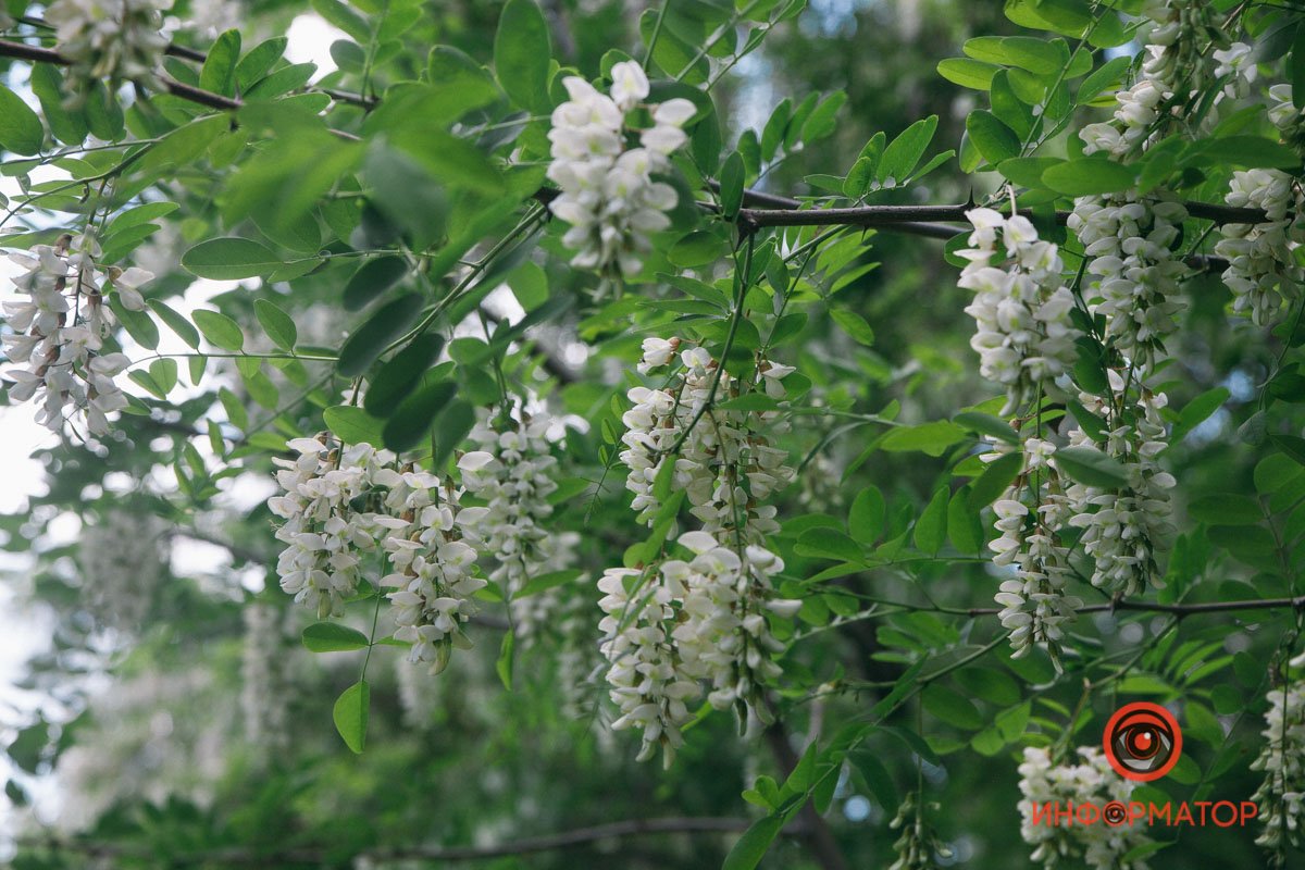 Аромат по всему берегу