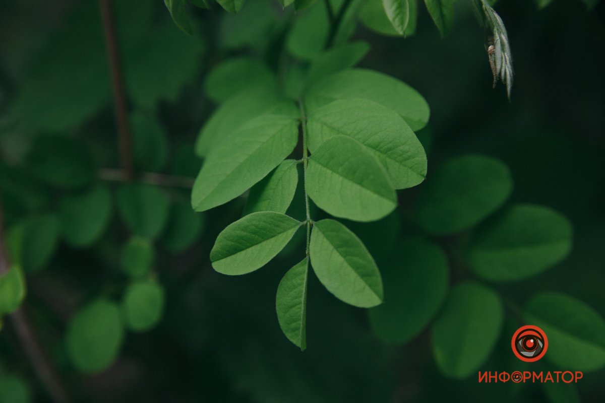 Радует глаз