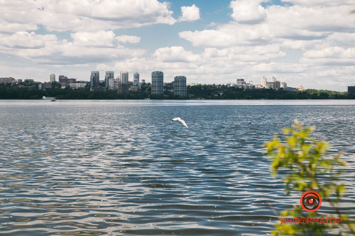 Одинокая чайка