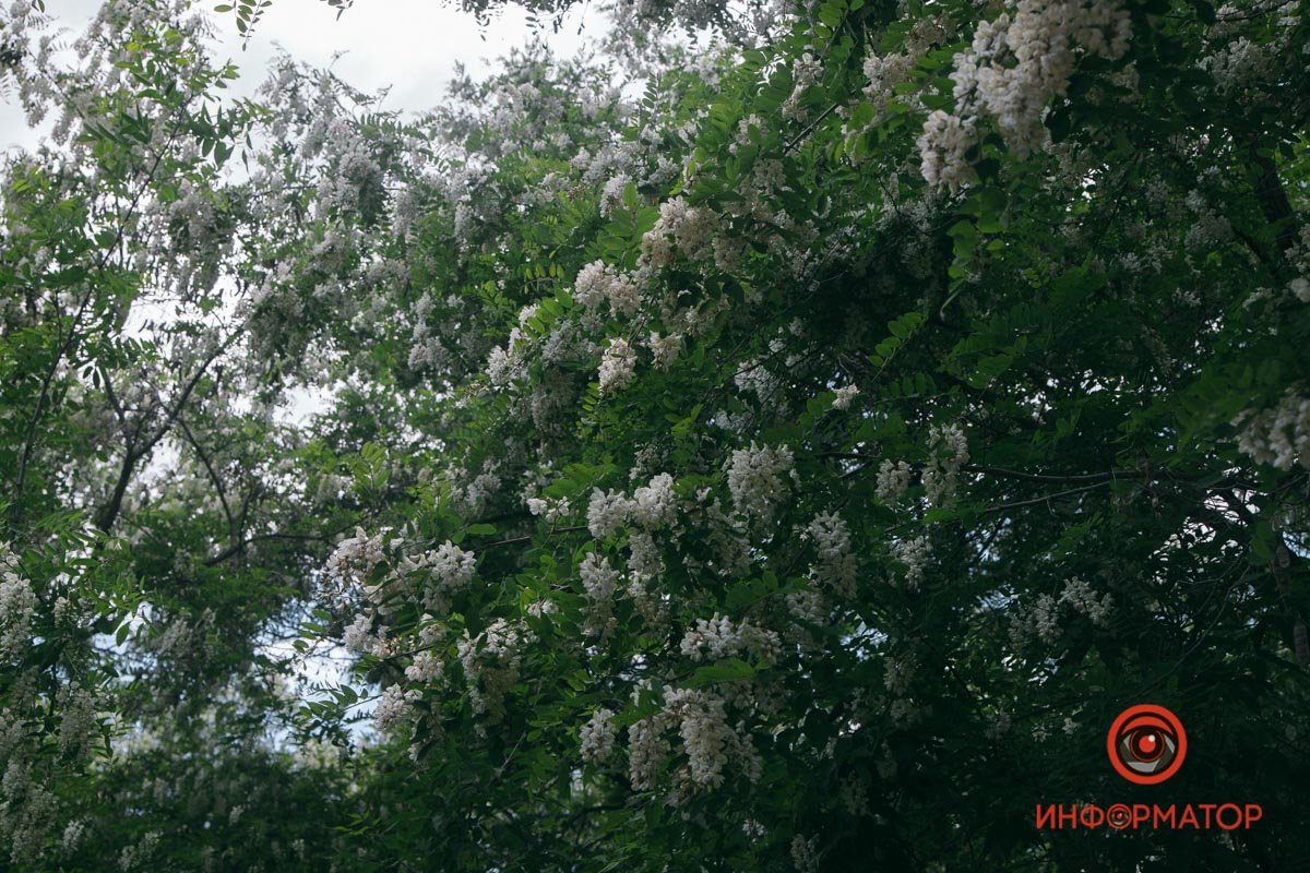 Грозди акации